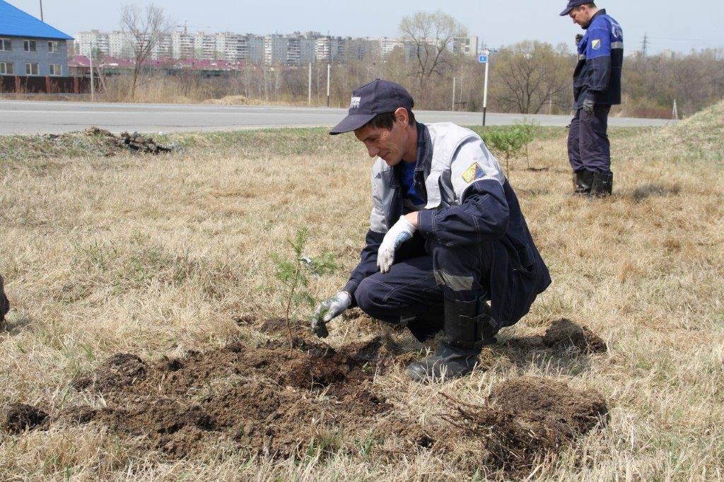 Высадка саженцев кедра корейского — стала ежегодной традицией в Хабаровском ЛПУМГ