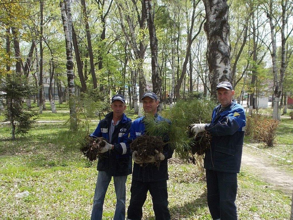 Работники Приморского ЛПУМГ высадили хвойные деревья в парке г. Дальнереченска