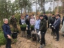 Посадка сосен в Курганской области