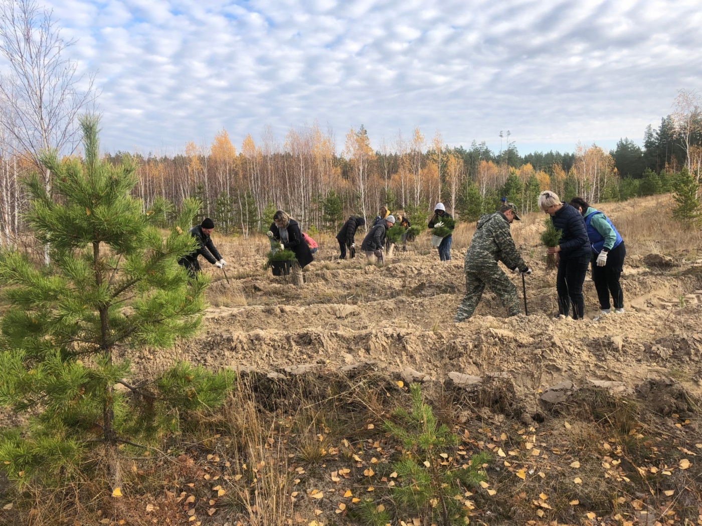 Посадка сосен в Курганской области
