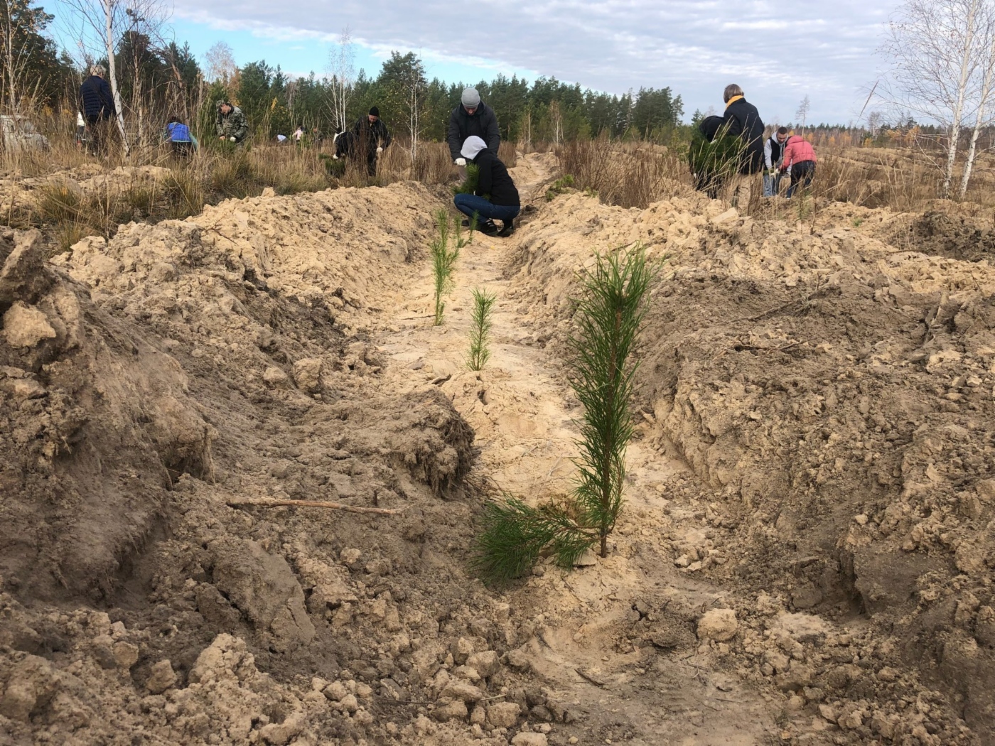 Посадка сосен в Курганской области
