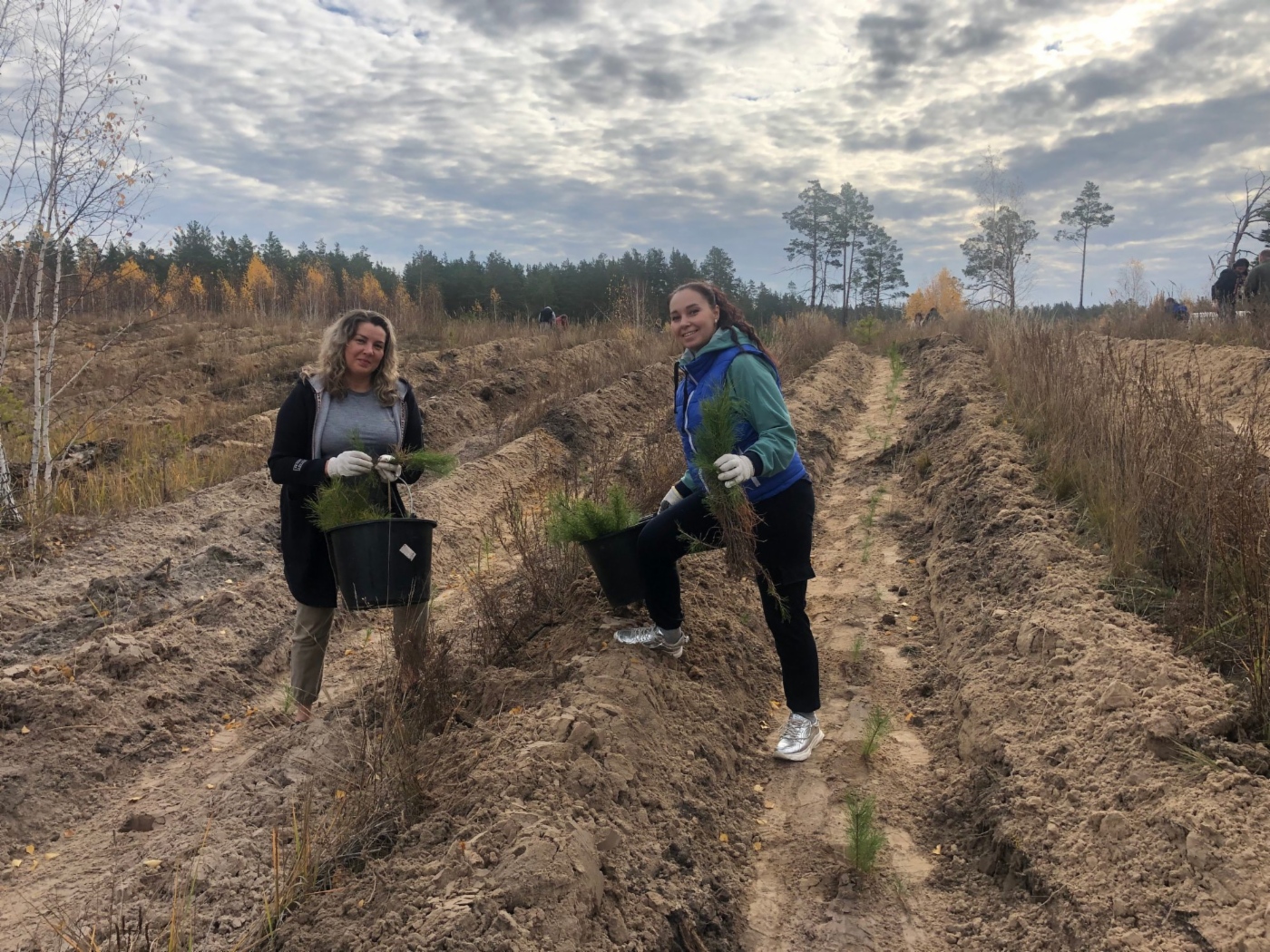 Посадка сосен в Курганской области