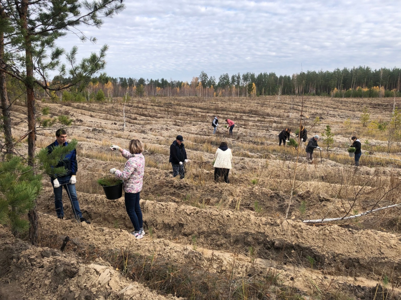 Посадка сосен в Курганской области