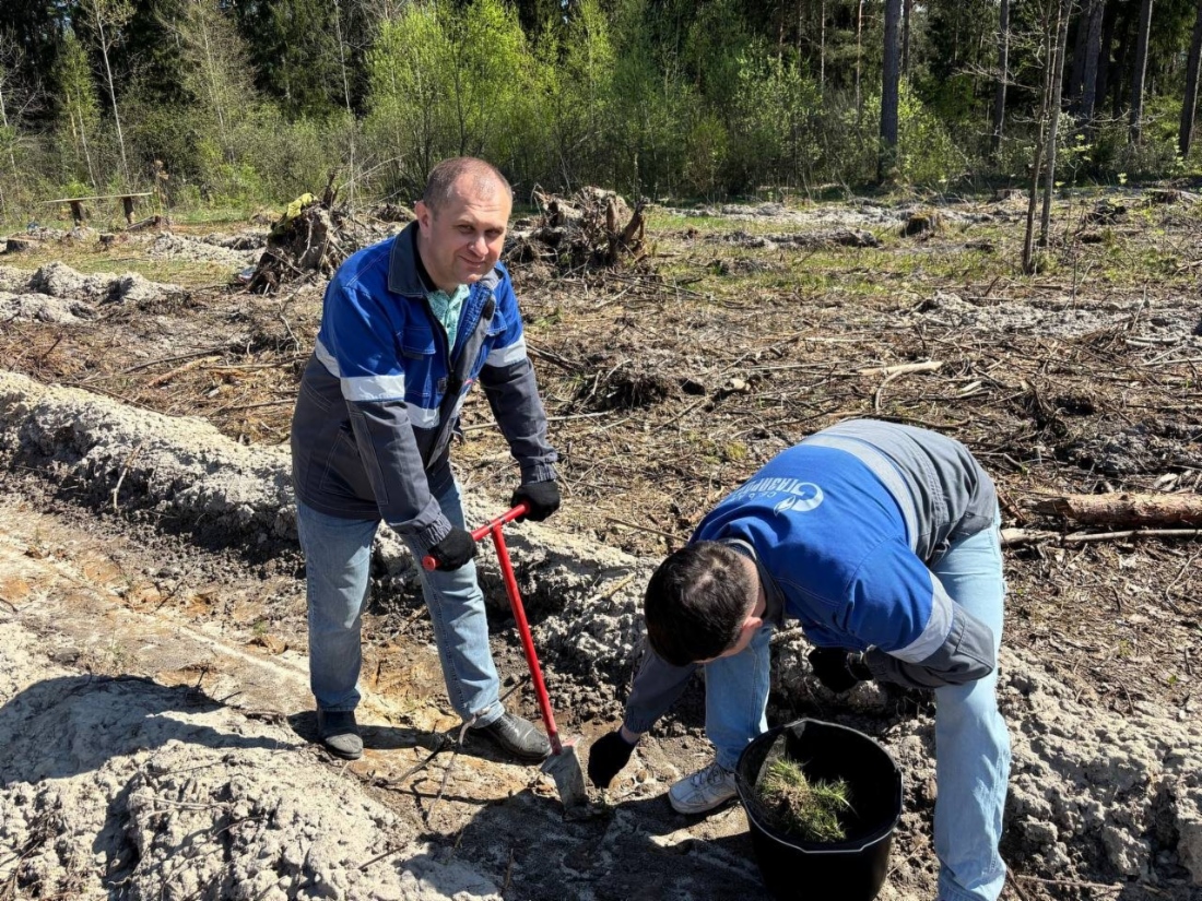 Высадка сосенок в Брянской области