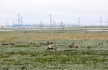 Мирно пасущиеся олени у производственных коммуникаций