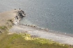 Лежбище моржей, остров Вайгач