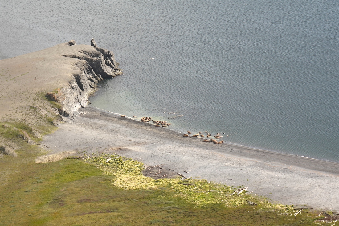 Лежбище моржей, остров Вайгач