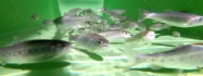 Мальки каспийского лосося — новые жильцы водных объектов Северо-Кавказского региона