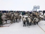 ООО «Газпром добыча Надым» оказывает помощь Ямальскому району в сохранении культуры и традиций коренных народов Крайнего Севера