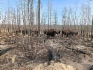 Лесные гиганты отлично адаптировались в бизонарии «Тумара»