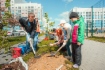 Было высажено еще 30 рябин, чтобы аллея приобрела законченный вид