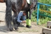 В Самаре прошли соревнования по конно-спортивному ориентированию