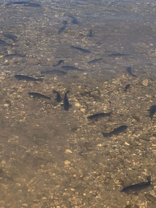 Газовики выпустили в водоем 3203 особи сазана