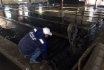 Выпуск молоди кеты на острове Сахалин
