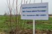 Компания «Газпром добыча Краснодар» высадила кленовую аллею в Славянском районе