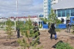 Основу сквера составляют вечнозеленые кедры и сосны