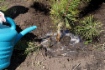 Высаженные аллеи станут живой памятью о народном подвиге