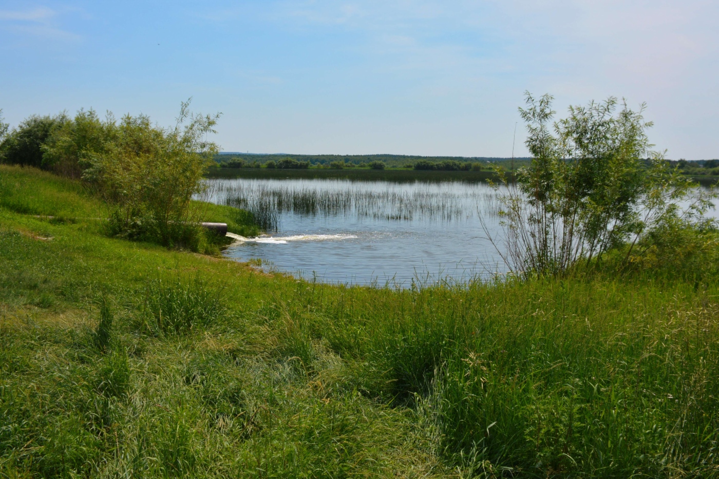 Более 170 тысяч мальков хариуса были выпущены в Братское водохранилище