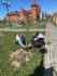 Высадка деревьев в селе Парабель