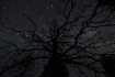 Северная тайга ночью