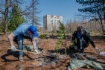 Надымские газовики приняли участие в международной акции «Сад памяти»