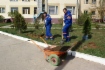 Благоустройство территорий. Посадка деревьев