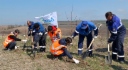 Высадка саженцев карликового абрикоса на горе Кинжал
