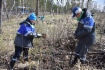 Еще на 6000 молодых елей пополнились леса