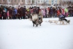 Гонки на оленьих упряжках — самое зрелищное соревнование на Дне оленевода