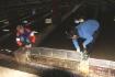 «Газпром добыча шельф» в рамках Года экологии выпустит на Сахалине более 8,5 миллионов мальков кеты