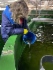 Более 48 тысяч мальков лосося выпустили работники «Газпром инвест» в акваторию Финского залива Более 48 тысяч мальков лосося выпустили работники «Газпром инвест» в акваторию Финского залива