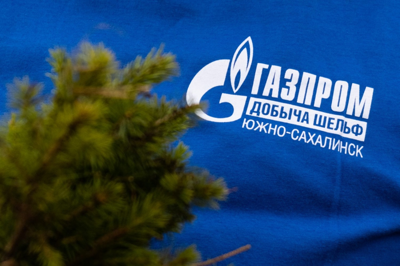 Сеянец ели на фоне логотипа «Газпром добыча шельф Южно-Сахалинск»