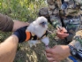 Специалисты ДЭС проводят кольцевание птенцов