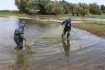 Газовики собирают рыбную молодь в ерике Ичкиборча