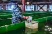 Перед выпуском молоди производится учет ее количества и определяется навеска