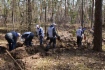 На площади в 2 гектара было высажено 5 тысяч саженцев сосны