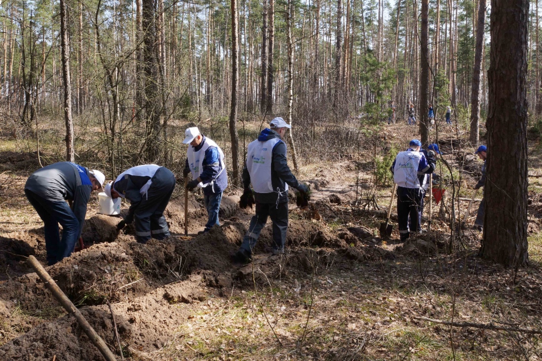 На площади в 2 гектара было высажено 5 тысяч саженцев сосны