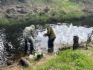 Выпуск пеляди в Вилюйское водохранилище