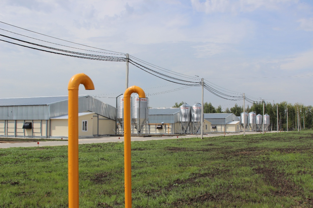 Газифицированные объекты комплекса по переработке мяса птицы в Тамбовской области