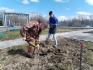 Работники Южно-Балыкского ЛПУМГ в рабочем поселке КС-5 высадили саженцы деревьев