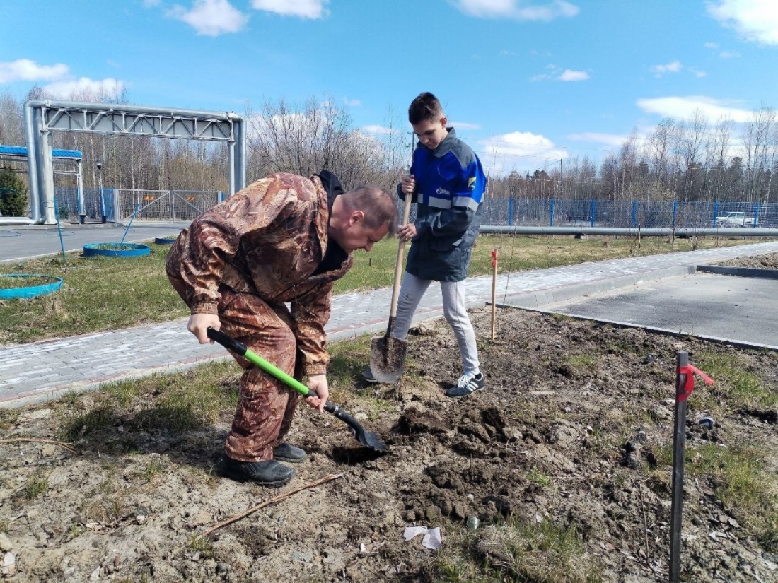 Работники Южно-Балыкского ЛПУМГ в рабочем поселке КС-5 высадили саженцы деревьев
